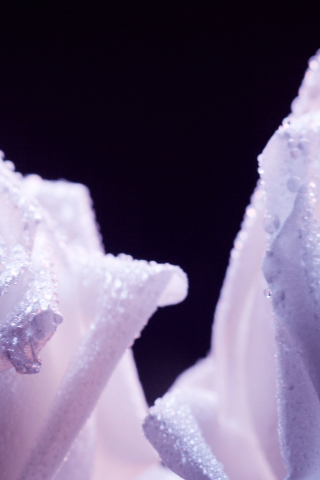 Украшенные фиолетовые розы