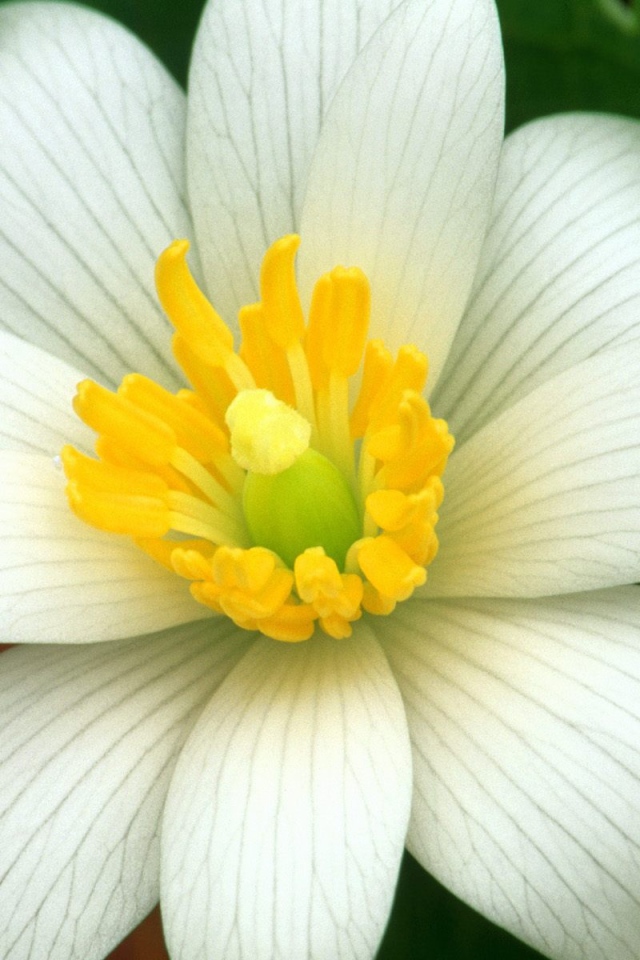 Нежная лапчатка