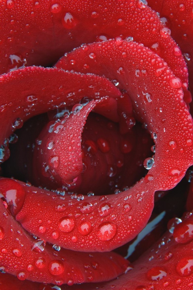 Цветок нежной розы