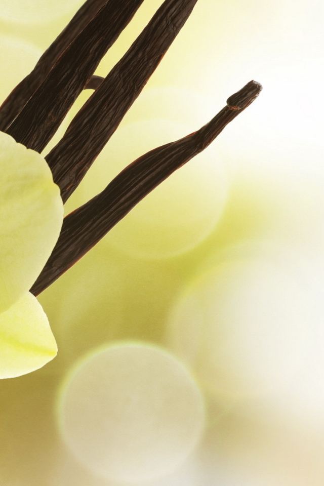 Нежный цветок