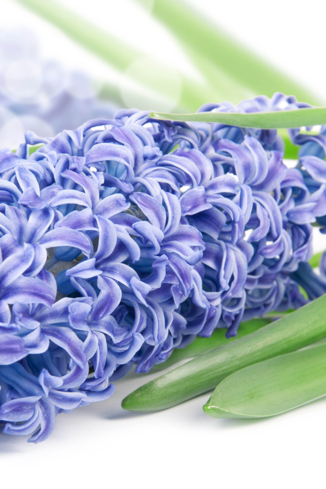 Нежный цветок гиацинт