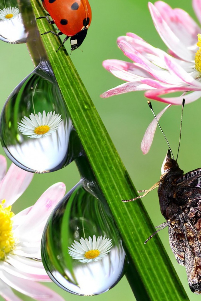 Hежные цветы