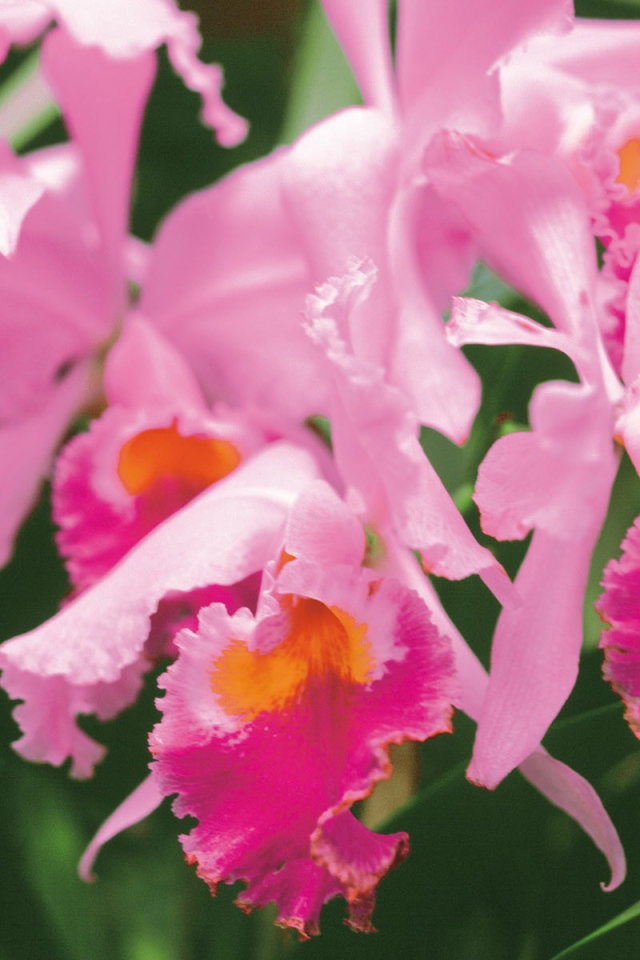 Нежные розовые цветы