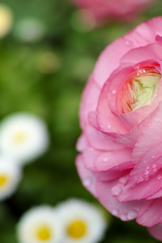 Нежные лепестки розы