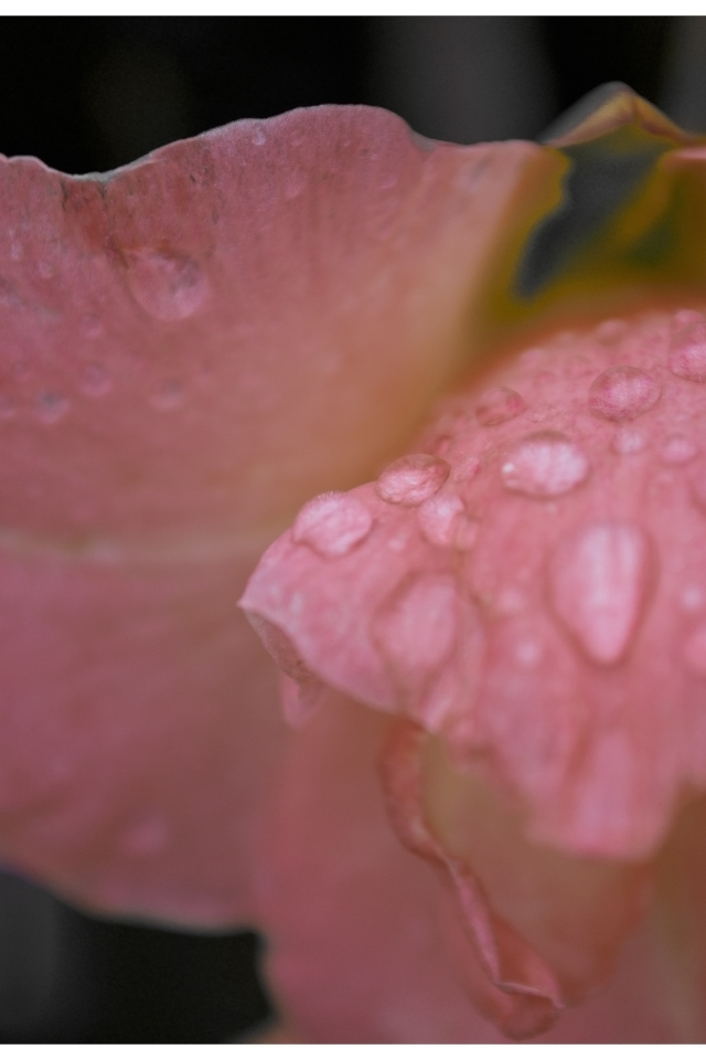 Капли росы на цветке гладиолуса