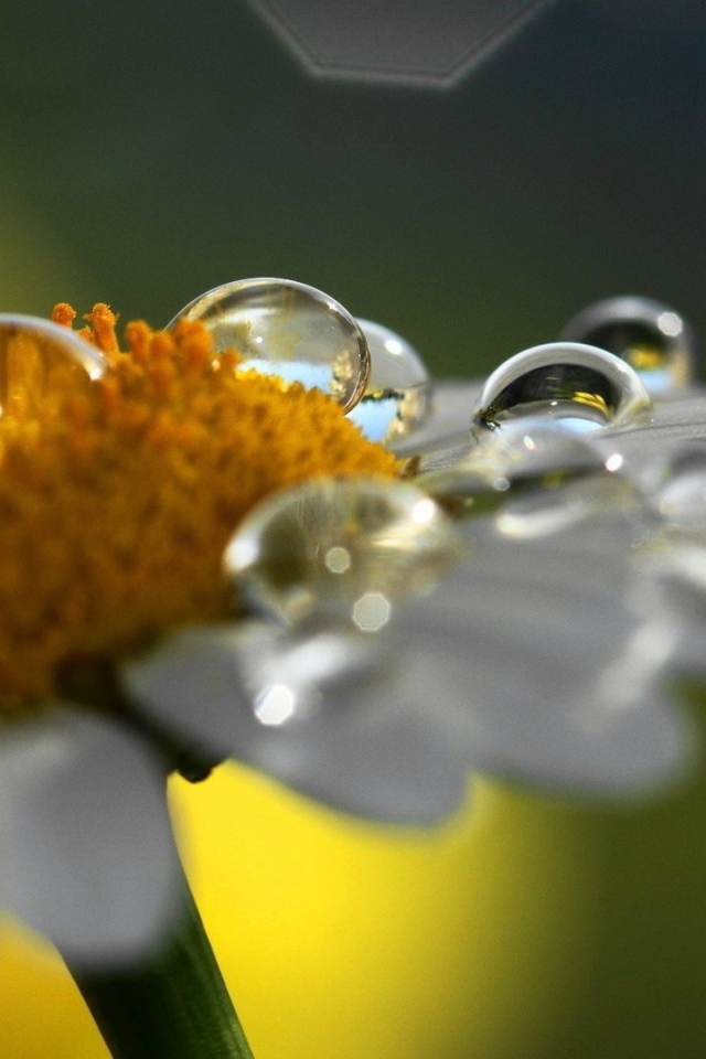 Роса на ромашке