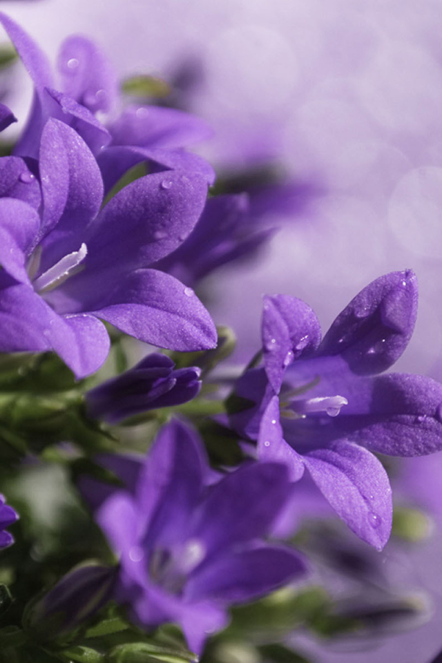 Роса на колокольчиках