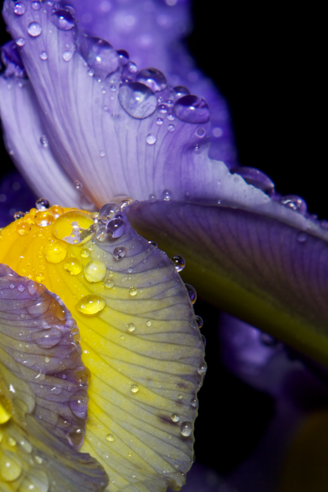 Роса на лепестках ириса