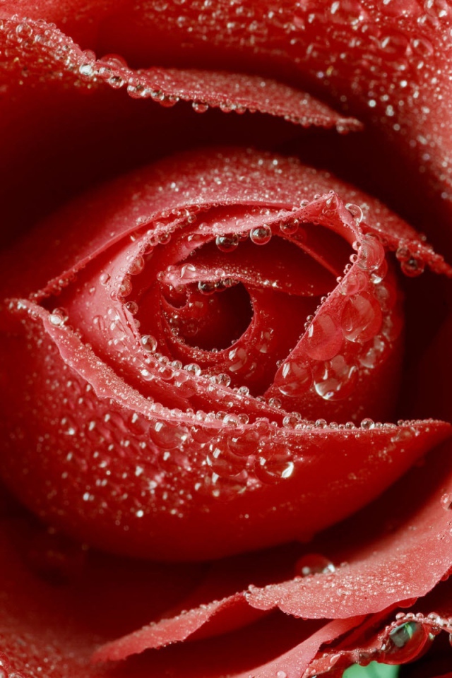 Нежная красная роза