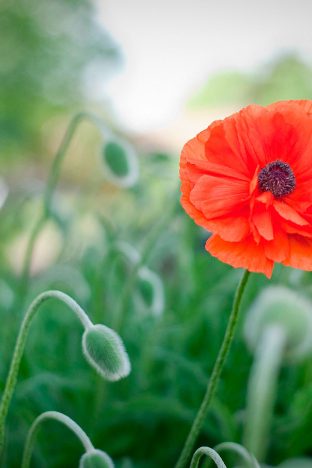 Божественный цветок красный мак