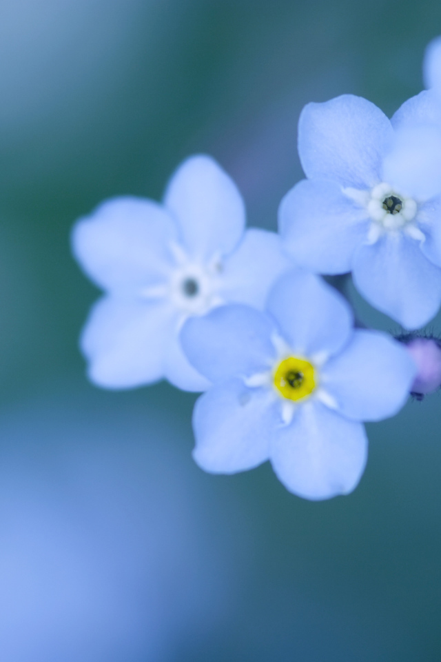 Божественные цветы незабудки