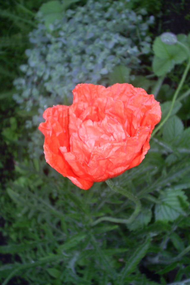 Божественный  красный мак