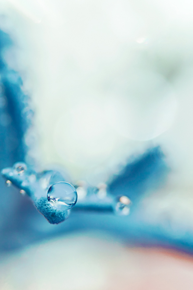 Капля на голубом лепестке