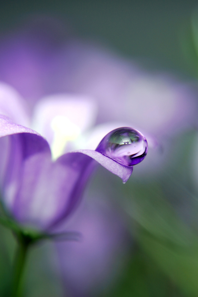 Капля на колокольчике