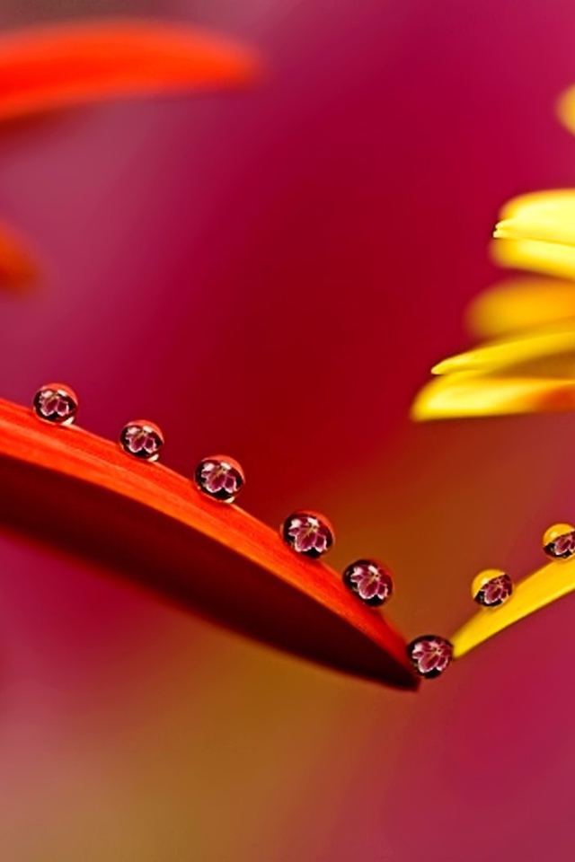 Капельки на лепестках