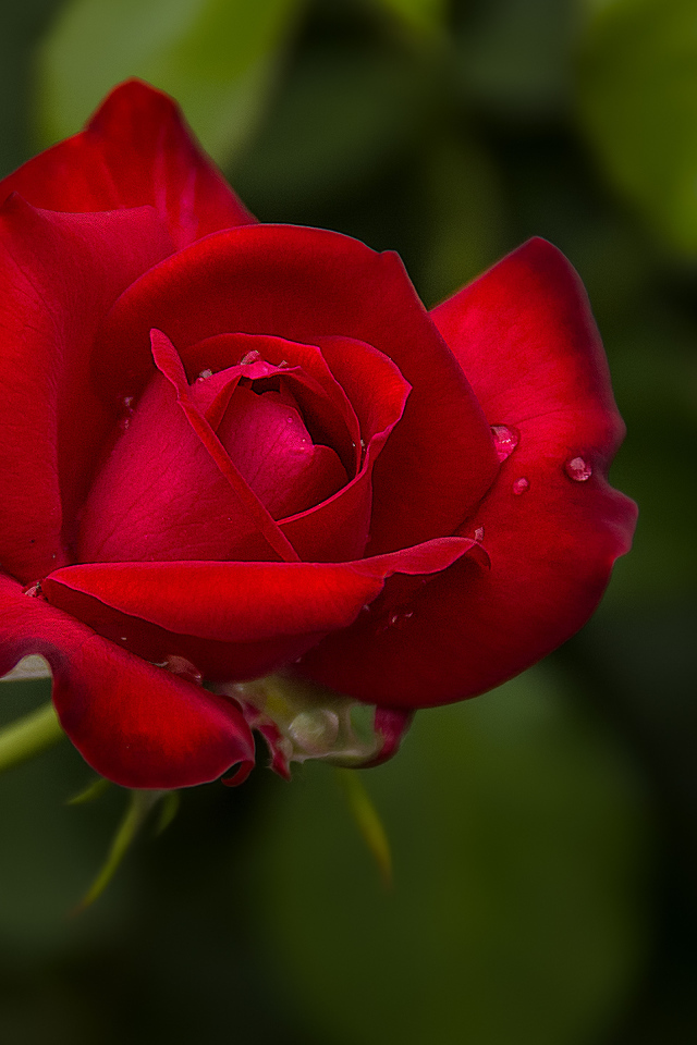 Капли воды на розе