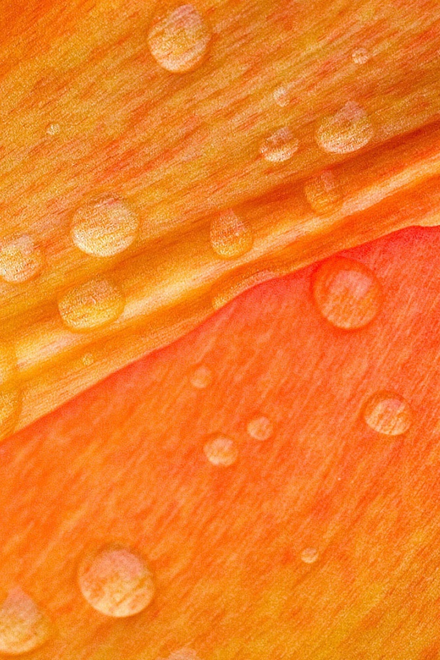 Роса на лепестке цветка