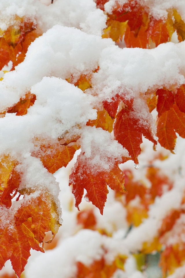 Ранний снегопад