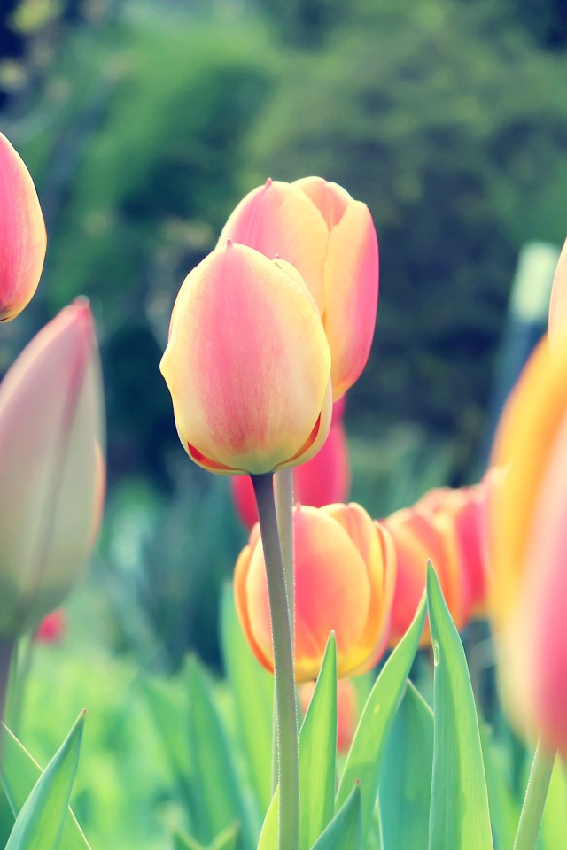 Весенние тюльпаны