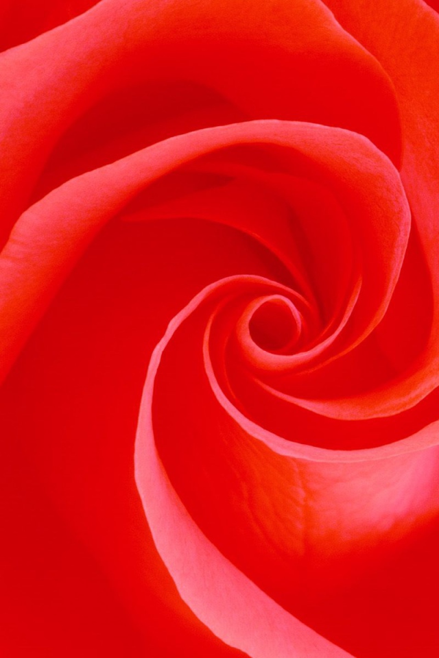 Вечное цветение