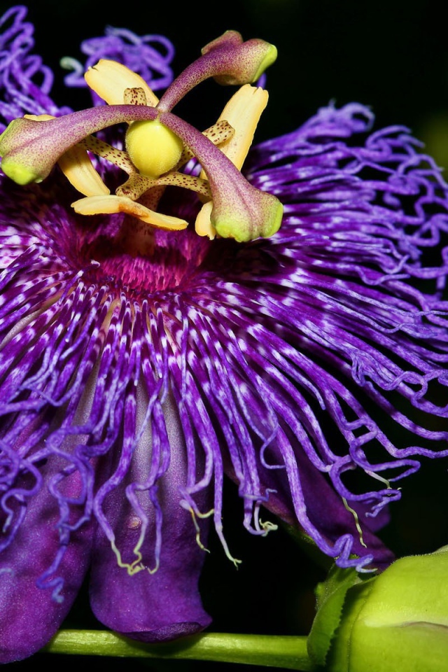 Экзотический цветок