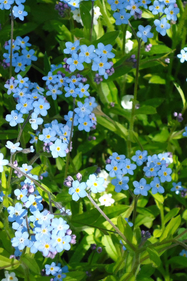 Сказочные красивые  цветы незабудки