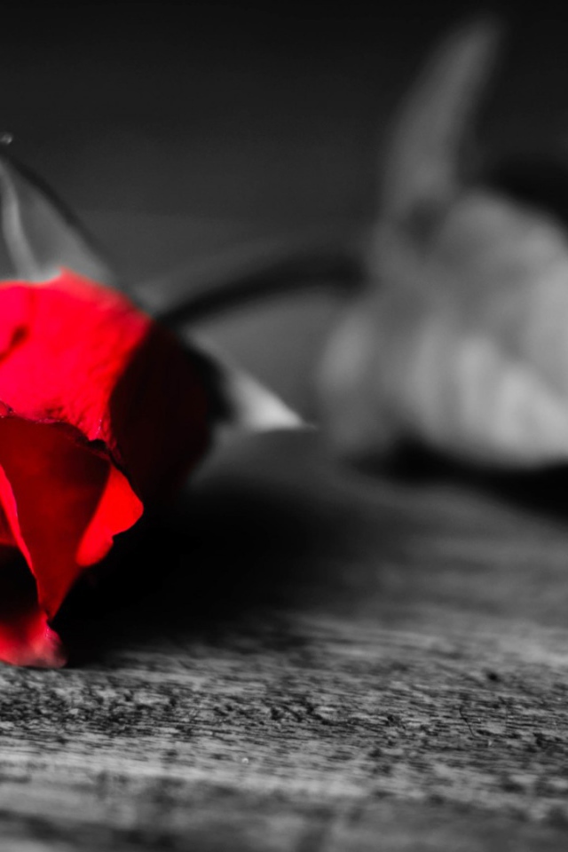 Увядающая алая роза