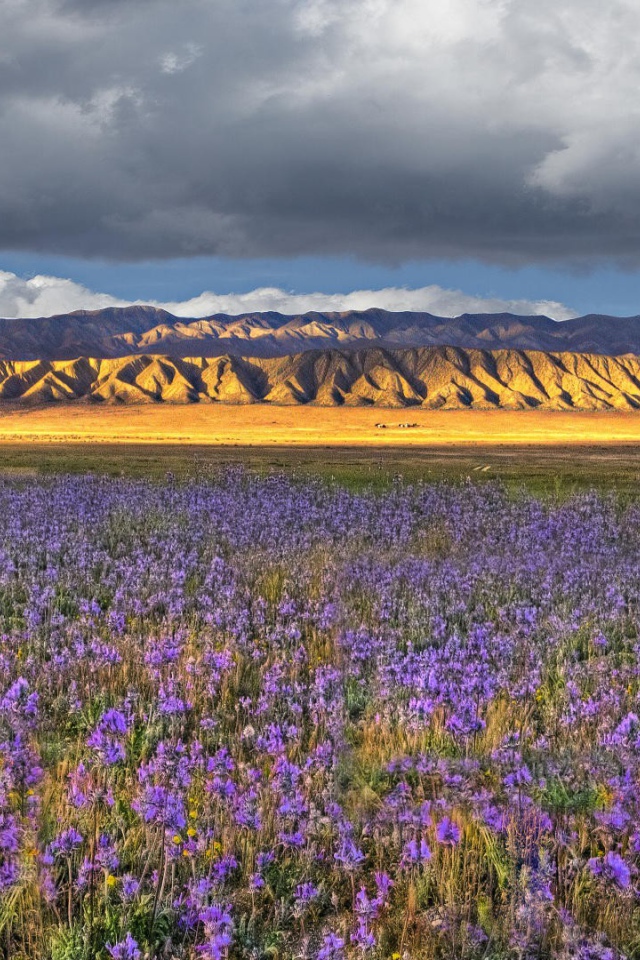 Поле синих цветов в Калифорнии