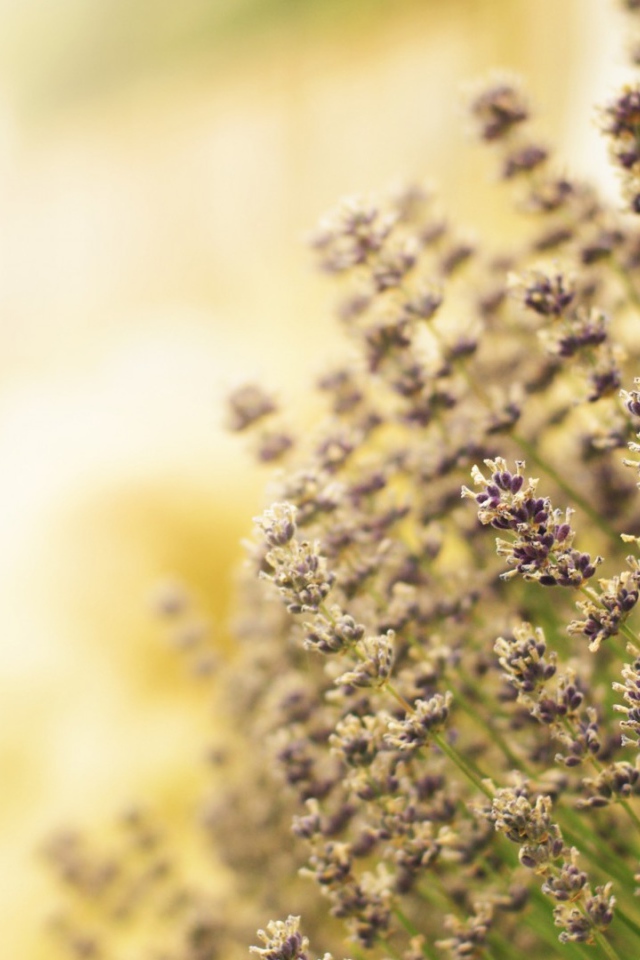 Полевая кашица