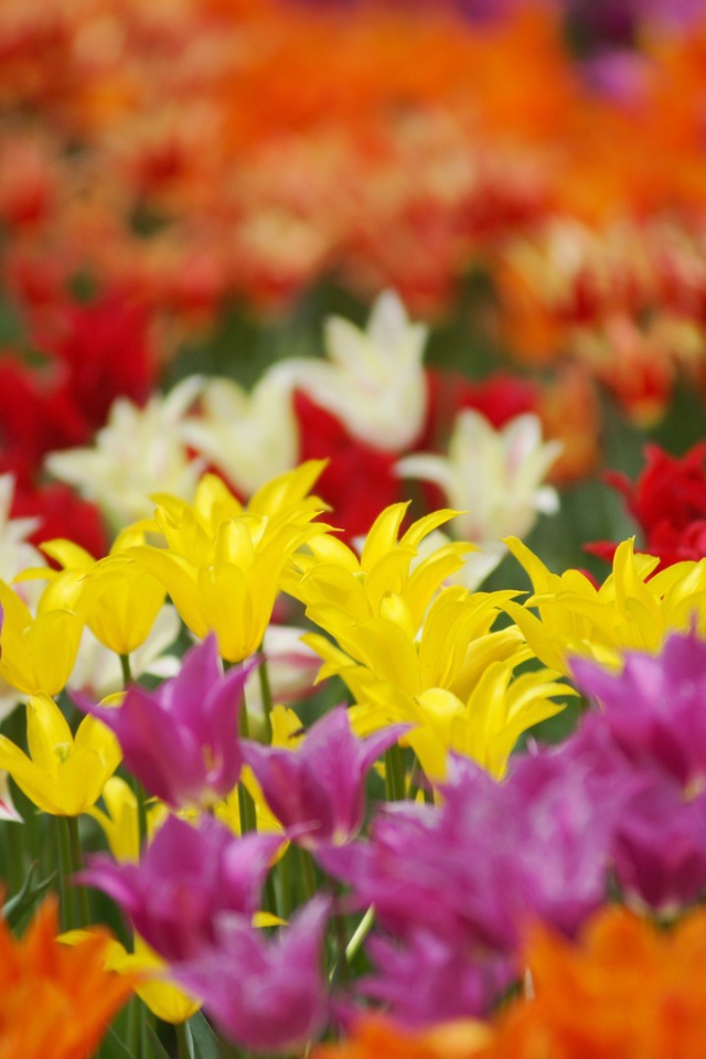 Поле разноцветных цветов