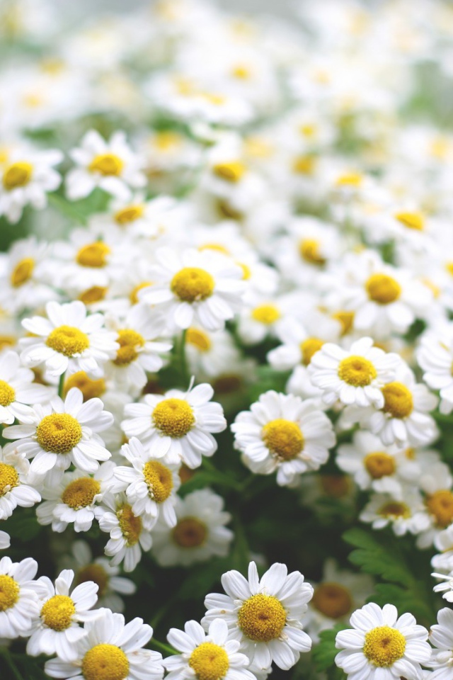 Полевые ромашки