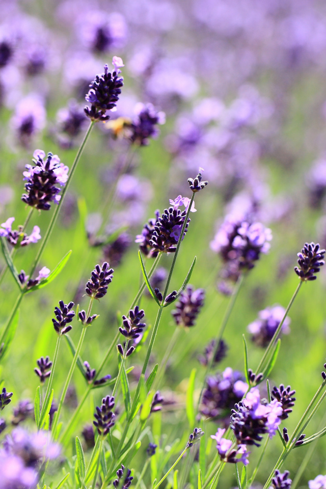 Поле лаванды