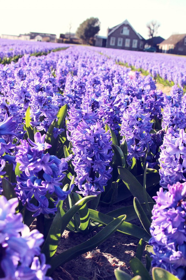 Поле сиреневых цветов