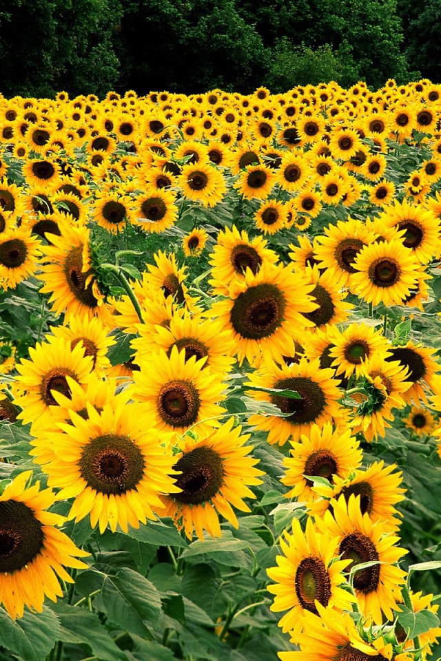 Поле подсолнухов