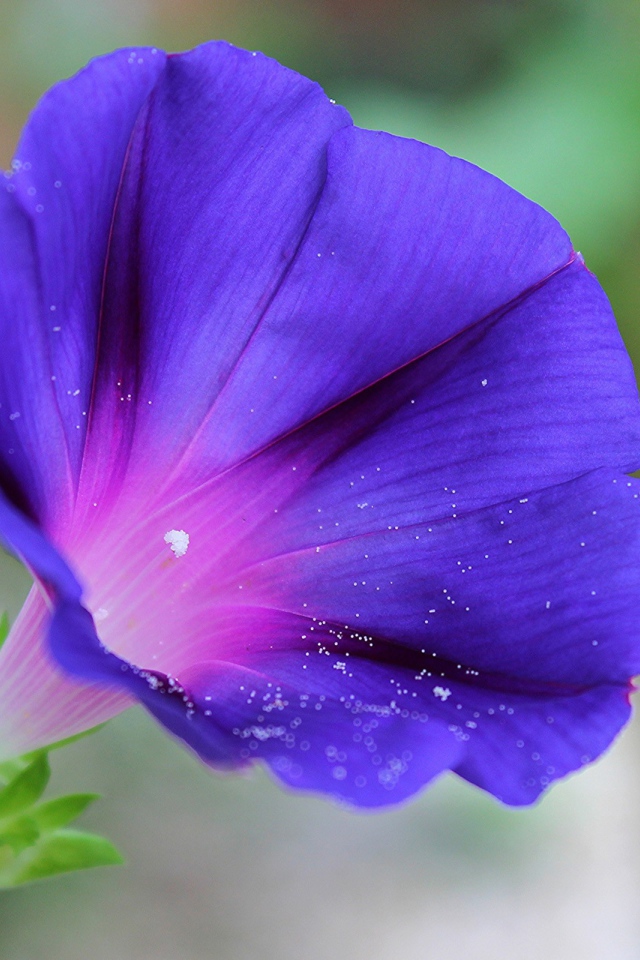 Цветок синий колокольчик