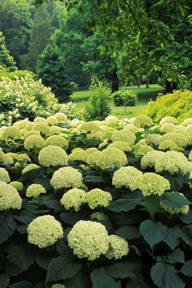 Цветочный куст в парке