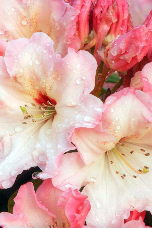 Цветочная роса