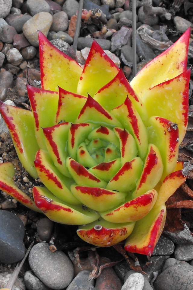 Цветок эхеверия (эчеверия)  на дачном участке