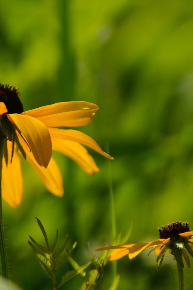 Цветок в траве