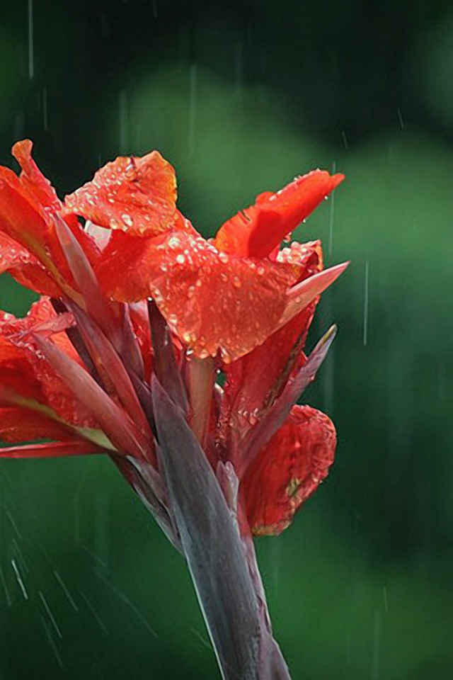 Цветок под дождем