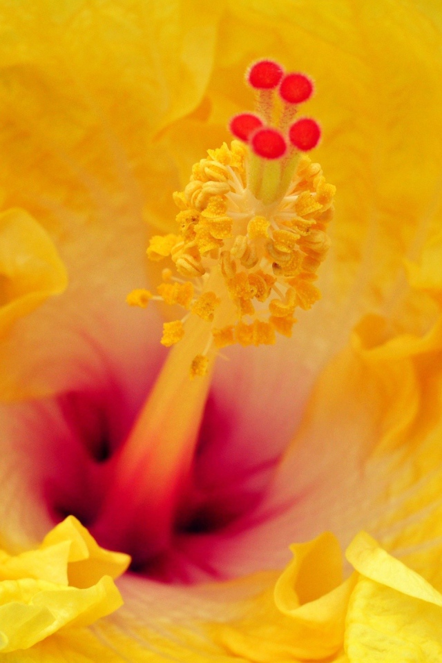 Цветок в увеличенном изображении