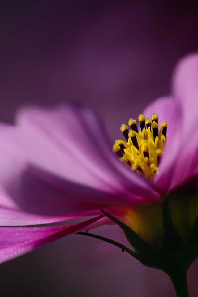 Цветок на тёмном фоне