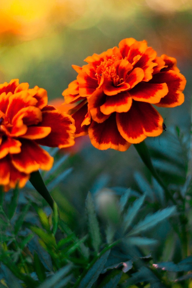 Пара цветов