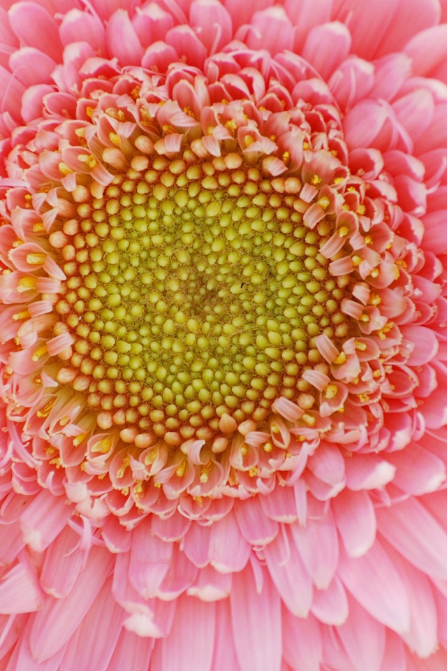 Лепестки цветов