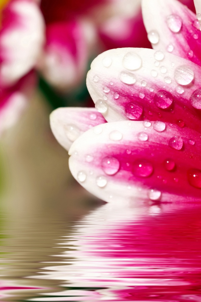 Цветочные размышления