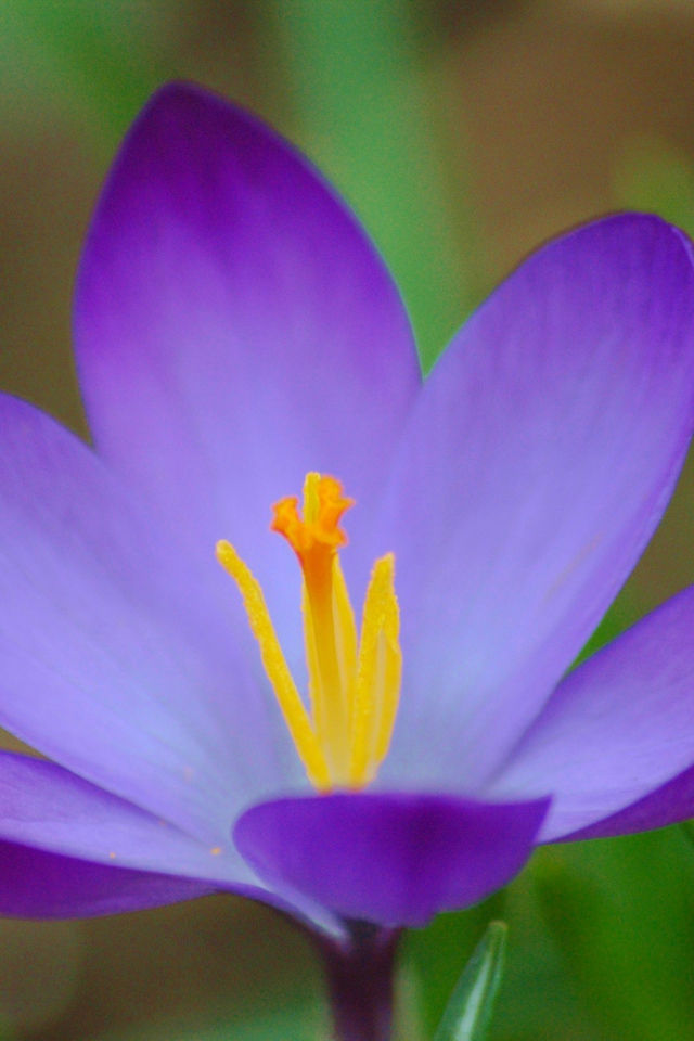 Цветок шафран (крокус) на поляне