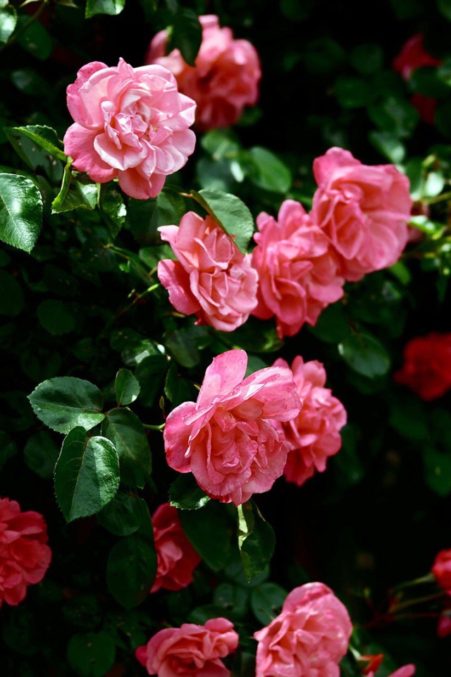 Розовые цветы