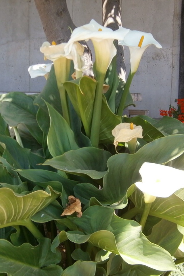 Цветки Калы