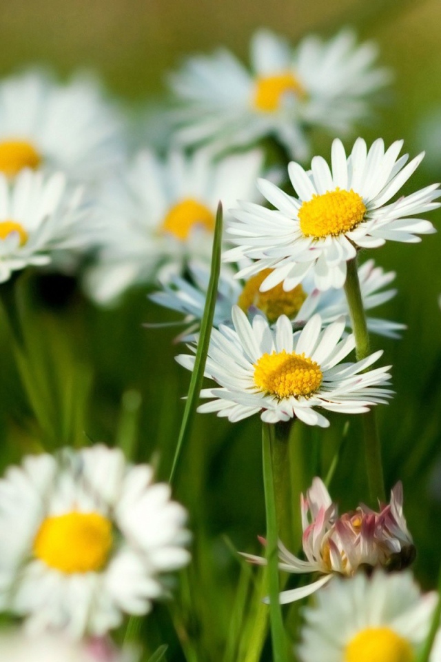 Цветы маргаритки на поляне