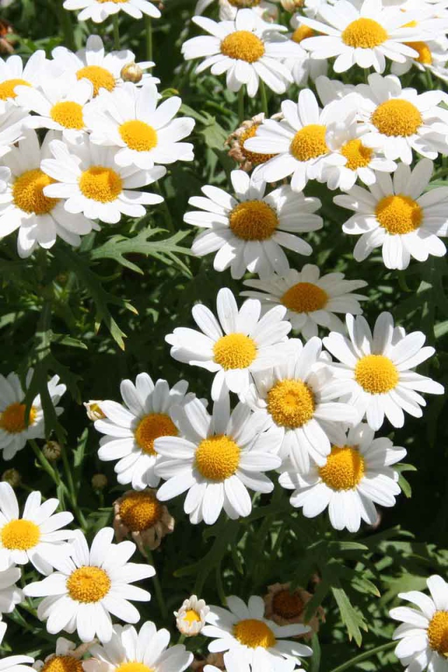 Цветы маргаритки на поляне весной